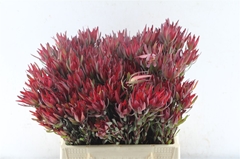 Leucadendron Salignum Blush 40cm Spray