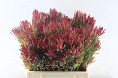 Leucadendron Salignum Blush 40cm Spray