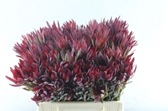 Leucadendron Salignum Blush 40cm