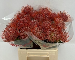 Leucospermum Scarlet Ribbon 40cm