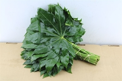 Fatsia Japonica Leave 45cm