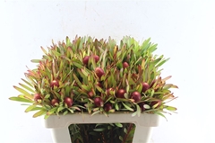 Leucadendron Ayoba Cherry Pearl 50cm Spray