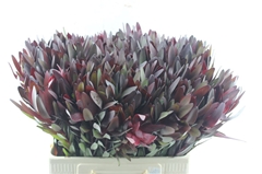 Leucadendron Safari Sunset 50cm