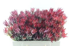 Leucadendron Salignum Blush 50cm Spray