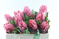 Protea Cynaroides Red Rex 50cm