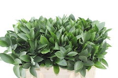 Ruscus Hypophyllum 50cm