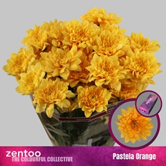 Chrysanth Spray Pastela Orange 70cm 105gr.