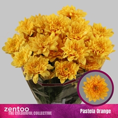 Chrysanth Spray Pastela Orange 70cm 105gr.