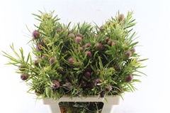 Leucadendron Ruby Globe 60cm Spray