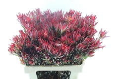 Leucadendron Salignum Blush 60cm Spray