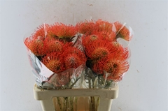 Leucospermum Succession 60cm
