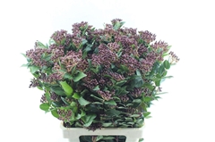 Viburnum Tinus Red Spirit 60cm