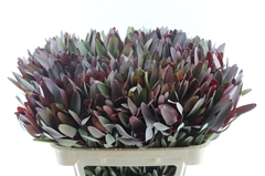 Leucadendron Safari Sunset 70cm
