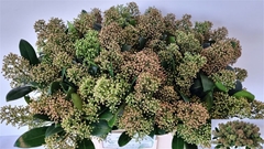 Skimmia Japonica Snow White Per Bunch 45cm