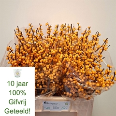 Ilex Verticillata Golden Verboom 60cm