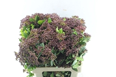 Viburnum Tinus Red Spirit 80cm
