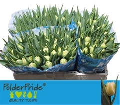 Tulip Double Avant Garde 35cm 33gr.