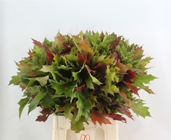 Quercus Rubra 80cm