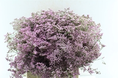 Limonium Safora Oshi Pink 70cm 40gr.