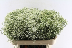 Limonium Sinense Sensi Piña Colada 70cm 30gr.