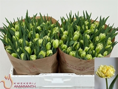 Tulip Double Avant Garde 35cm 35gr.