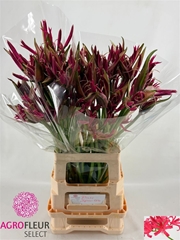 Nerine Pink Sparkle 65cm