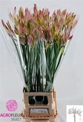 Nerine Bicolor Bionce 80cm
