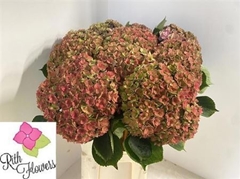 Hydrangea Royal Anastasia Classic 80cm 22-24cm Hd