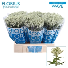 Veronica Smart Wave 60cm