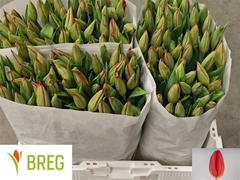 Tulip Single Strong Fire 40cm 35gr.