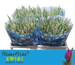 Tulip Single Bullit 40cm 35gr.