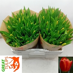 Tulip Single Orange Juice 35cm 40gr.