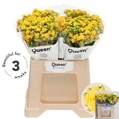 Kalanchoe Blazing Yellow Meadow 40cm