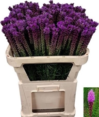 Liatris Callilepis 70cm