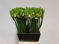 Ornithogalum Thyrsoides 65cm