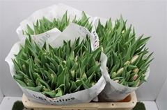 Tulip Single Dynasty 35cm 40gr.
