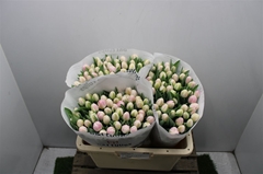 Tulip Double Voque 35cm 33gr.