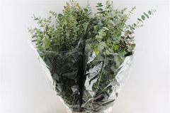 Eucalyptus Mix Per Bunch 70cm 200gr.