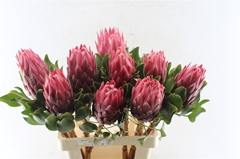 Protea Cynaroides Red Rex 70cm