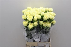 Dianthus Single Diletta 70cm