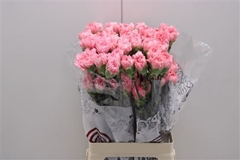 Dianthus Single Corvette 75cm