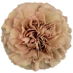 Dianthus Single Caramel 70cm