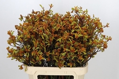 Anigozanthos Flavidus Bush Sunset 80cm