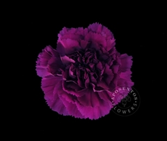 Dianthus Single Yukari Violet 65cm