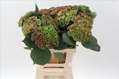 Hydrangea Amathyst Classic 60cm 18-20cm Hd