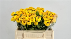 Ranunculus Elegance Yellow 35cm