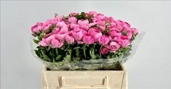 Ranunculus Elegance Pink 35cm