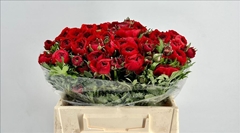 Ranunculus Elegance Red 35cm