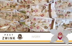 Cymbidium Ivory 60cm