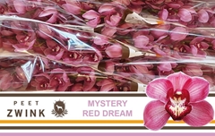Cymbidium Red Dream 80cm